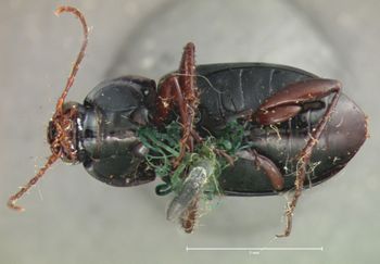 Media type: image;   Entomology 5639 Aspect: habitus ventral view